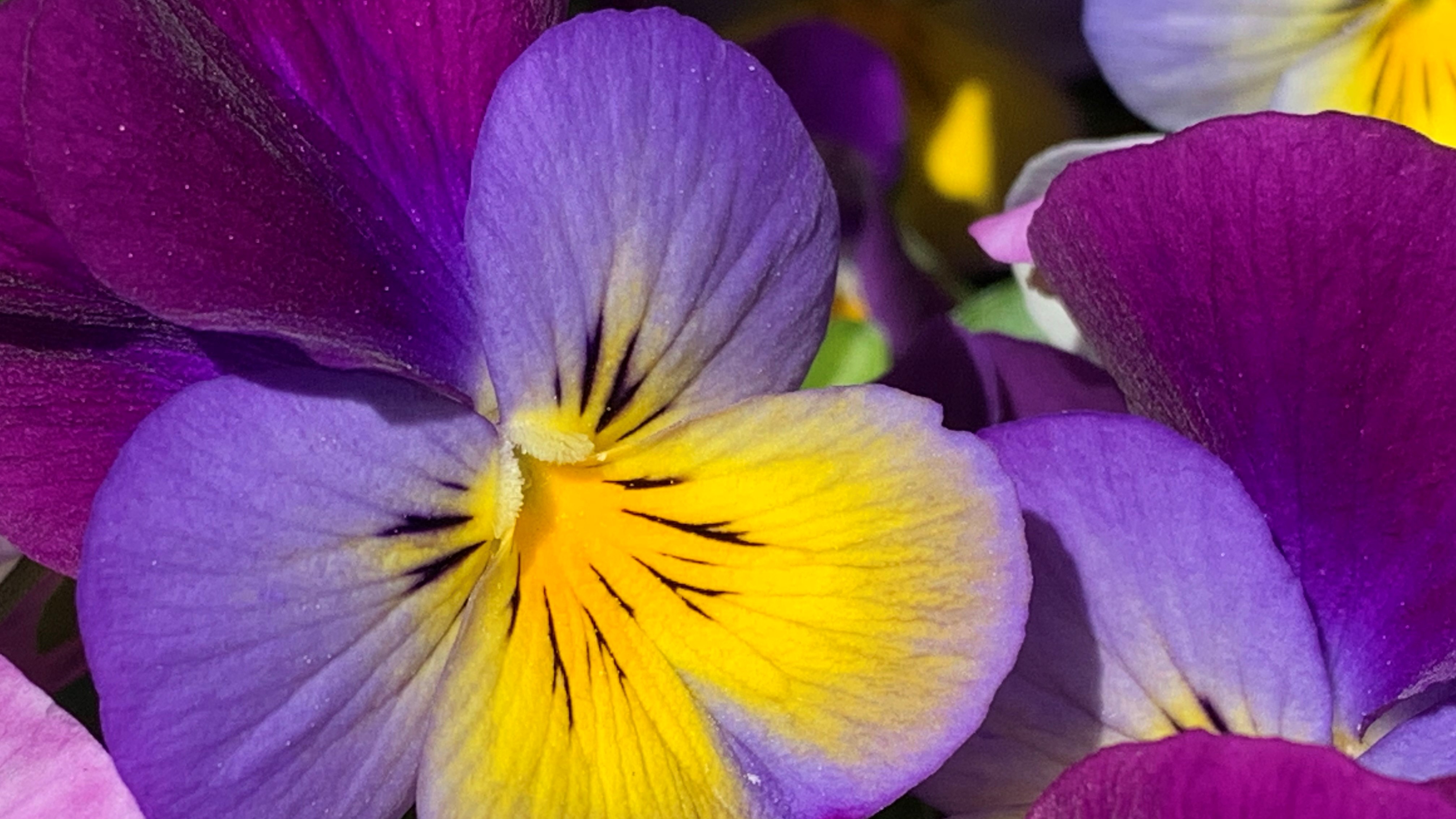FLOWER 14